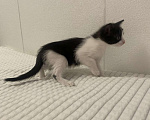 Кошки в Санкт-Петербурге: Котенок девочка 1,5 месяца домашняя Девочка, Бесплатно - фото 2