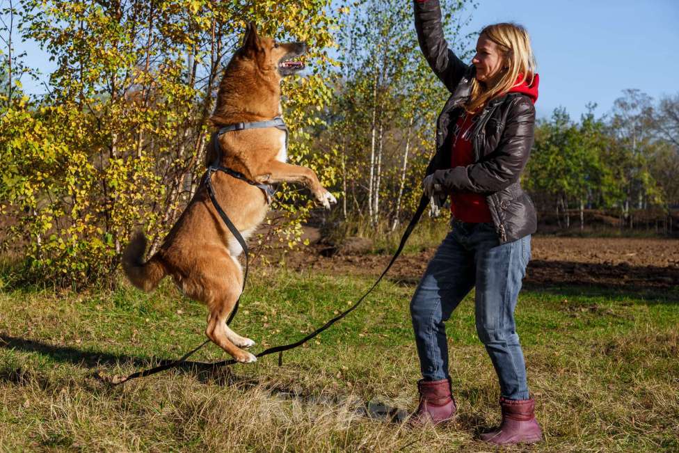 Собаки в Москве: Настоящий мушкетёр Мальчик, Бесплатно - фото 5