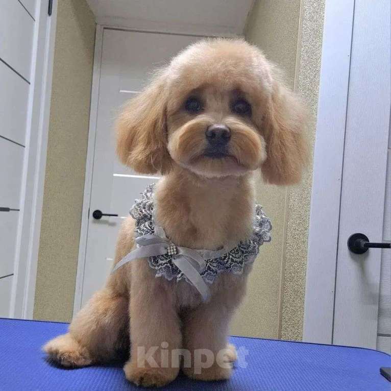 Собаки в Краснодаре: Мальтипушка Ф1 девочка Девочка, Бесплатно - фото 7