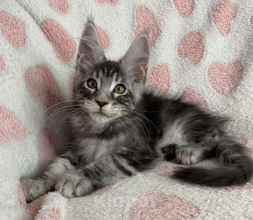 Кошки в Дмитрове: Черный серебристый мраморный мальчик мейн кун Zhan Мальчик, 40 000 руб. - фото 2