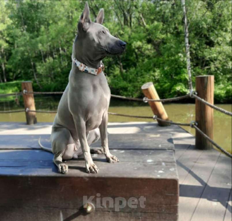 Собаки в Санкт-Петербурге: Щенок _ риджбек Девочка, Бесплатно - фото 2