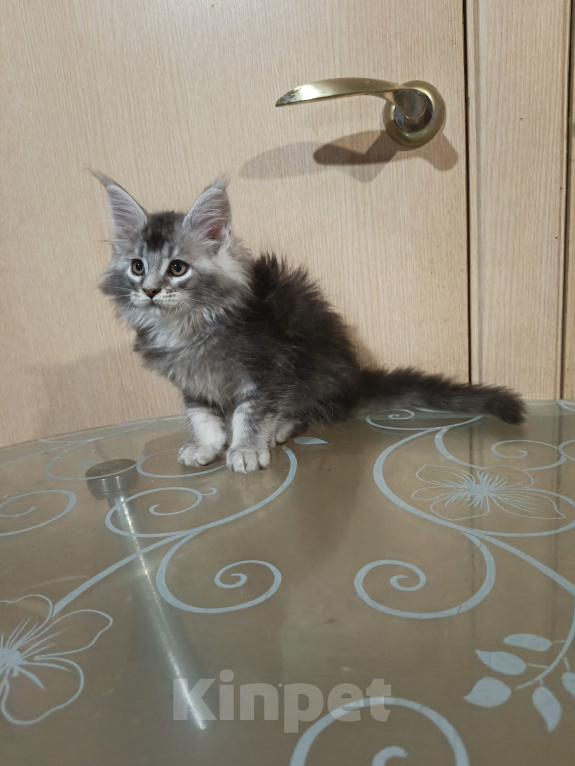 Кошки в других городах Кировской области: Мейн кун  котёнок Купидон Мальчик, 80 000 руб. - фото 4