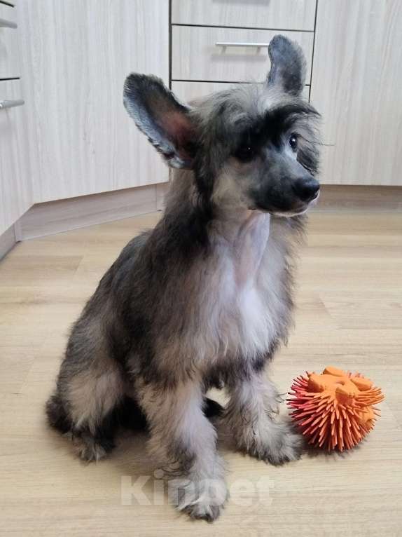 Собаки в Санкт-Петербурге: Пуховые мальчики китайской хохлатой собаки Мальчик, 25 000 руб. - фото 9