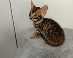 Кошки в Нижнем Новгороде: Бенгальские котята Девочка, Бесплатно - фото 5