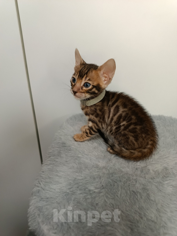 Кошки в Нижнем Новгороде: Бенгальские котята Девочка, Бесплатно - фото 5
