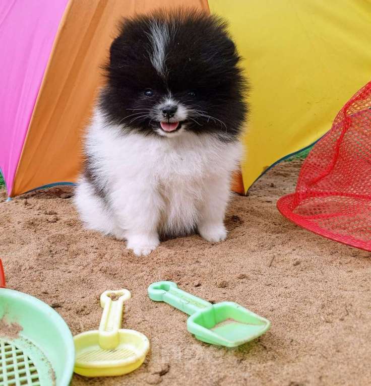 Собаки в Перми: Шпиц шенок мини Девочка, 30 000 руб. - фото 6