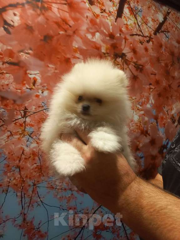 Собаки в Екатеринбурге: шпицемишка мини Мальчик, Бесплатно - фото 6