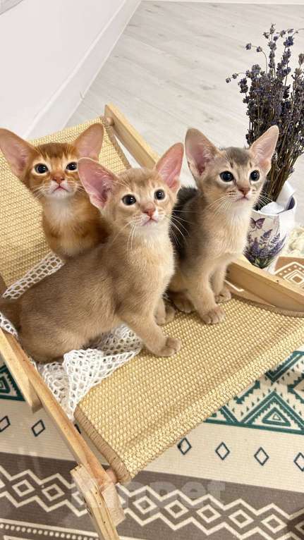 Кошки в Москве: Абиссинский котенок  Мальчик, 50 000 руб. - фото 4