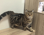 Кошки в Калуге: Котёнок скоттиш- страйт Девочка, 15 000 руб. - фото 3