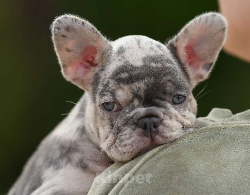 Собаки в Брянске: Пеппа Девочка, 150 000 руб. - фото 3