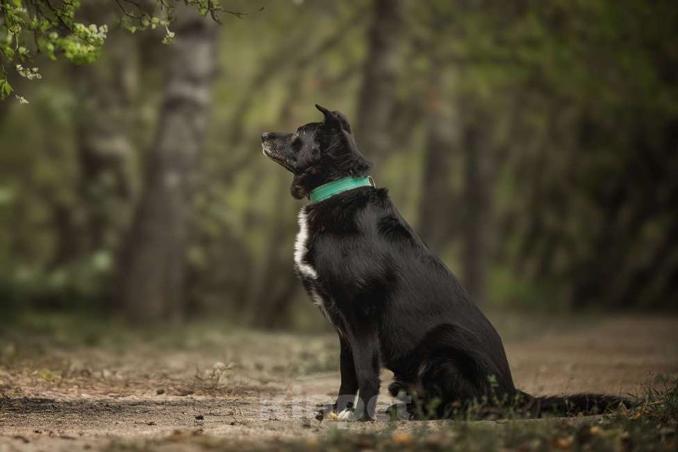Собаки в Москве: Пух Мальчик, Бесплатно - фото 6
