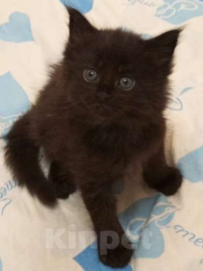 Кошки в Ярославле: Продам котят породы МейКун  Девочка, 15 000 руб. - фото 1