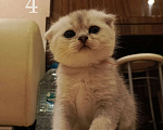 Кошки в Москве: Шотландский вислоухий короткошёрстный котёнок Девочка, 10 000 руб. - фото 5