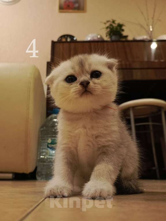 Кошки в Москве: Шотландский вислоухий короткошёрстный котёнок Девочка, 10 000 руб. - фото 5