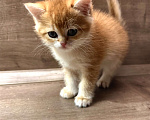Кошки в других городах Московской области: Золотая британская шиншилла котята ny11, ny12, ny 22 Девочка, 45 000 руб. - фото 1