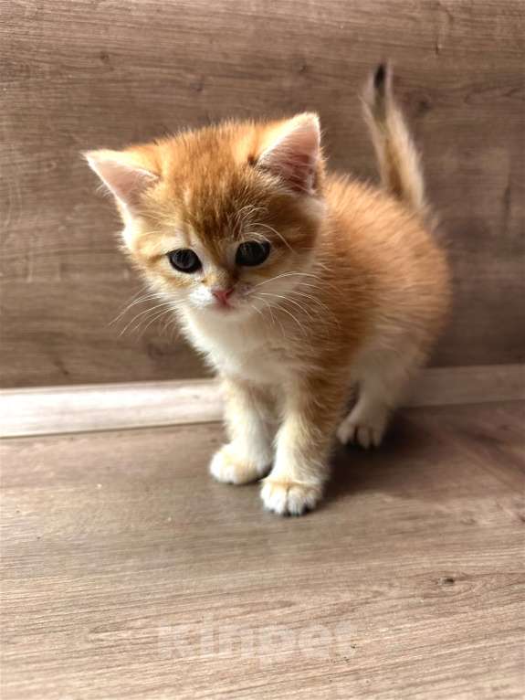 Кошки в других городах Московской области: Золотая британская шиншилла котята ny11, ny12, ny 22 Девочка, 45 000 руб. - фото 1