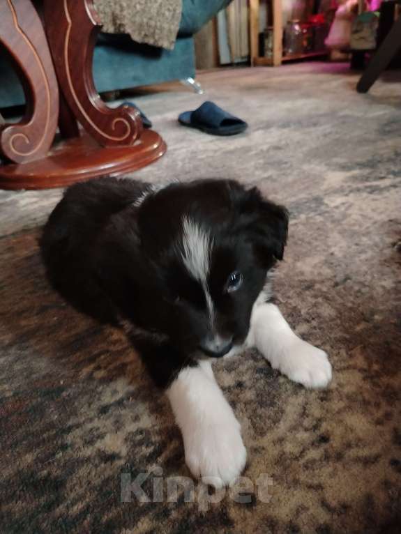 Собаки в Первоуральске: Щенки бордер колли Мальчик, 100 000 руб. - фото 9