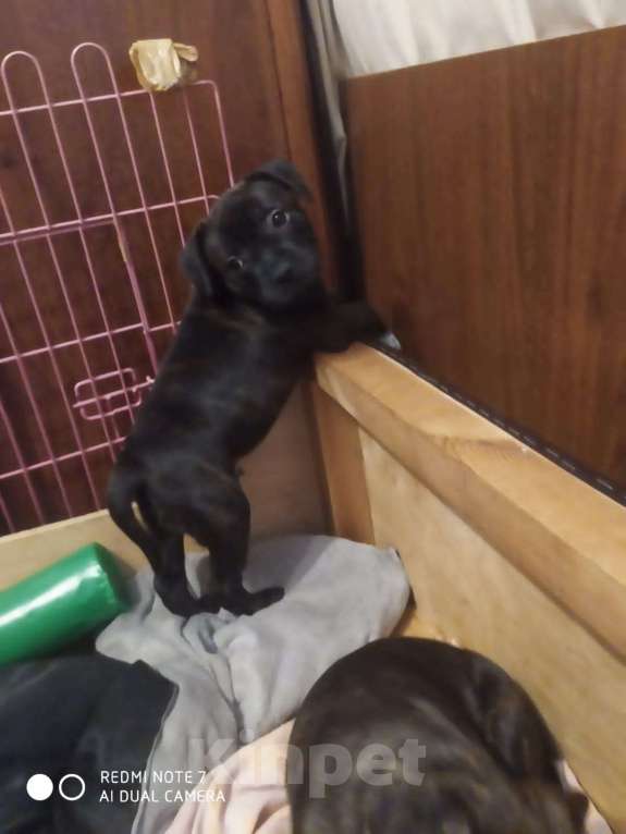 Собаки в Санкт-Петербурге: Щенки Английский стаффордширский бультерьер, девочка Девочка, 50 000 руб. - фото 2