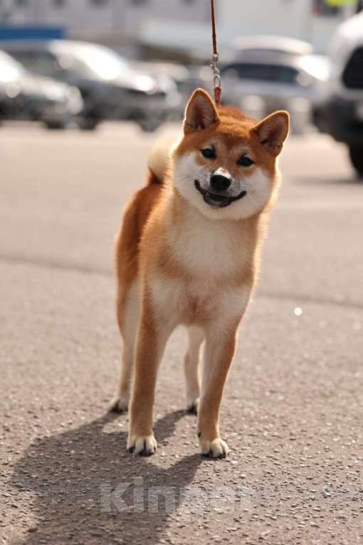 Собаки в Москве: Щенок сиба шиба  мальчик  Мальчик, 45 000 руб. - фото 3