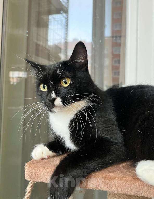 Кошки в Москве: В дар кошечка Рокси - нежность и ласка Девочка, Бесплатно - фото 2