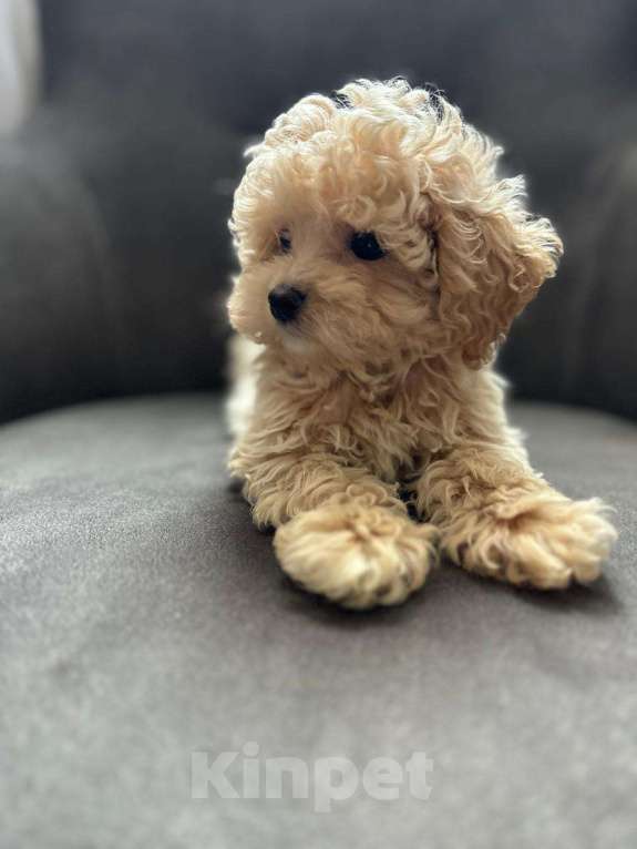 Собаки в Москве: Мальтипу мини кукольный мальчик Мальчик, 150 000 руб. - фото 3