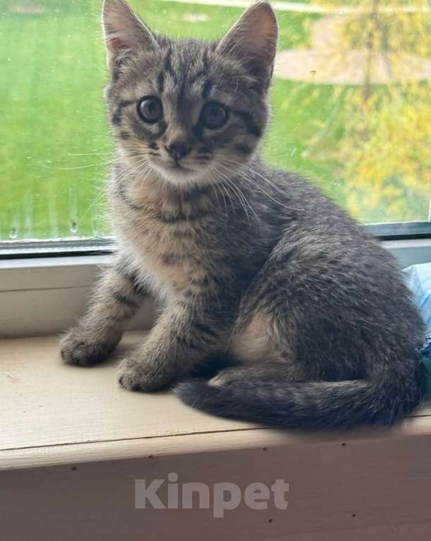 Кошки в Москве: Игривый, любознательный и очень милый малыш Барсик ищет дом. Мальчик, Бесплатно - фото 2