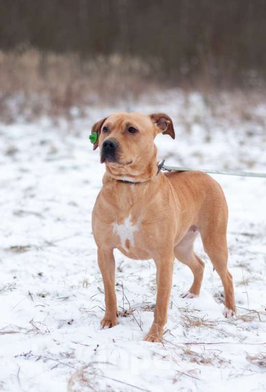 Собаки в Ногинске: Молодая собака Тайса ищет дом. Девочка, Бесплатно - фото 4