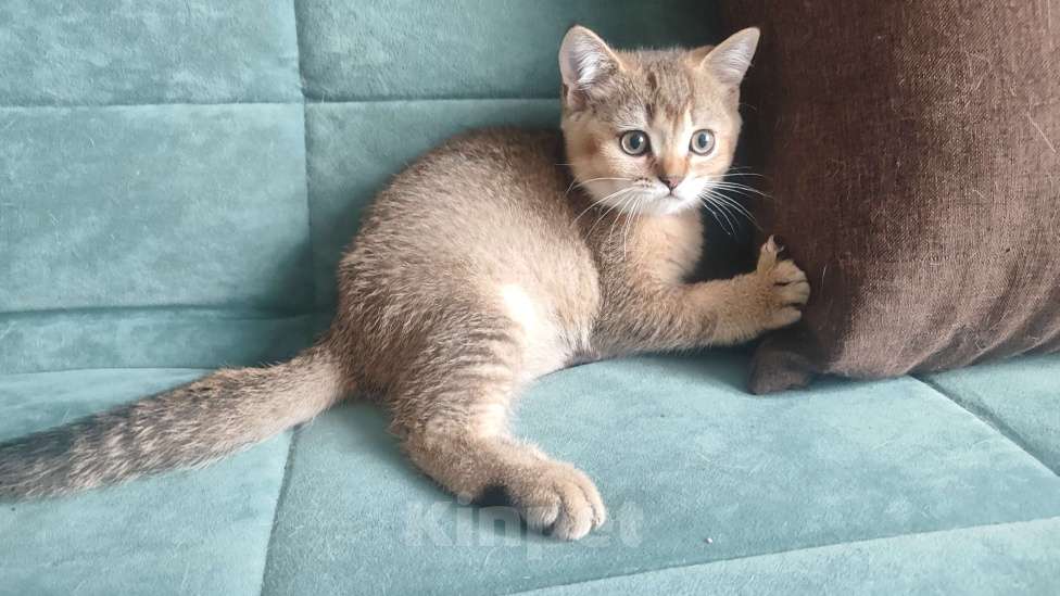 Кошки в Екатеринбурге: Шотландские котята золотая шиншилла Мальчик, Бесплатно - фото 2