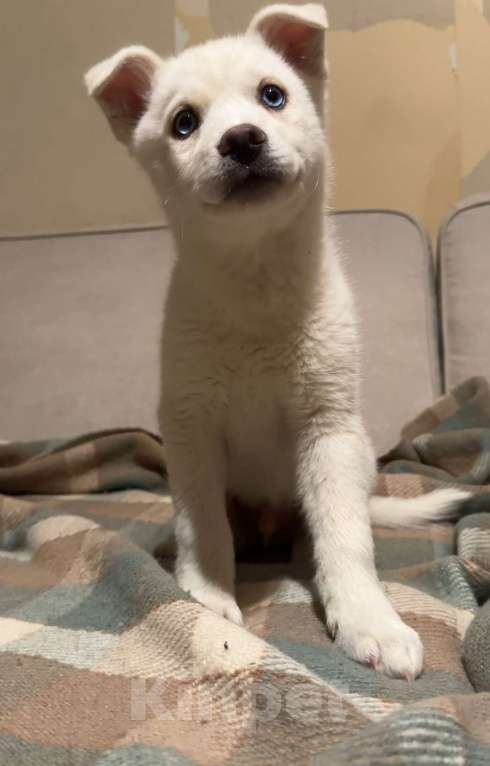 Собаки в Санкт-Петербурге: Помски Мальчик, 15 000 руб. - фото 10