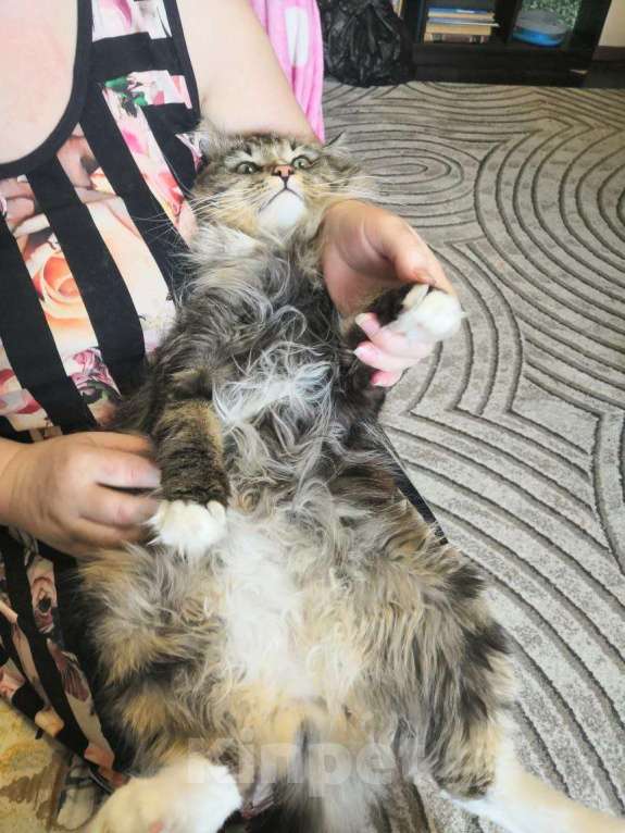 Кошки в Петропавловске-Камчатском: Кот нуждается в надежных руках. Мальчик, Бесплатно - фото 5