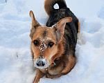 Собаки в Санкт-Петербурге: Альма в добрые руки  Девочка, Бесплатно - фото 3