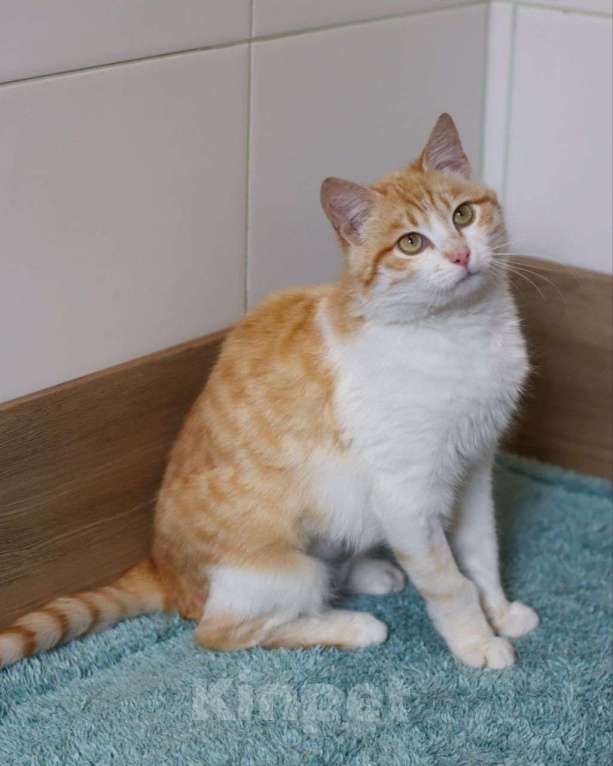 Кошки в Москве: Ласковая рыже-белая кошечка-подросток мечтает о доме и любящей семье! Девочка, Бесплатно - фото 2