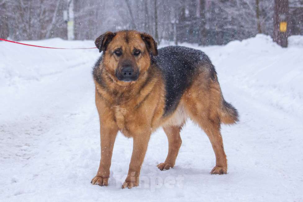 Собаки в Люберцах: Ищет дом добряк Бой Мальчик, Бесплатно - фото 2