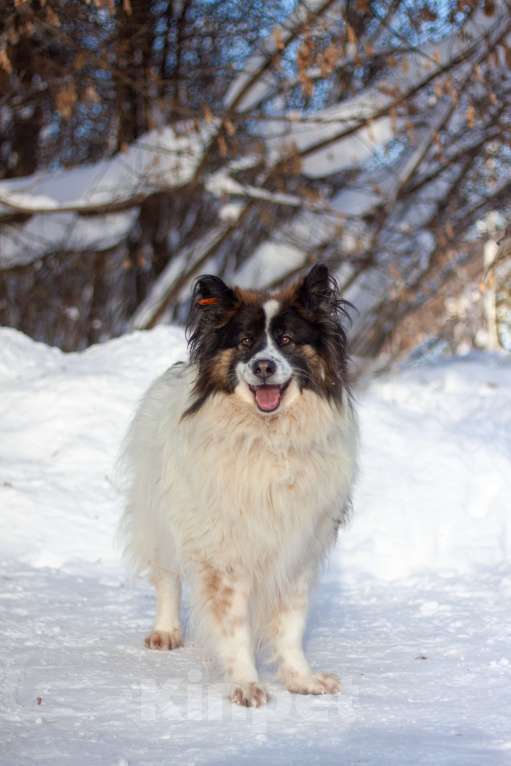 Собаки в Балашихе: Тейлор папильон XXL Мальчик, Бесплатно - фото 5