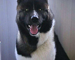 Собаки в Щелково: Вязка Американская акита, 1 руб. - фото 4
