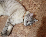 Кошки в Омске: Кот, 100 руб. - фото 2