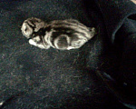 Кошки в Абакане: Шотландский кот, вязка, 2 000 руб. - фото 10