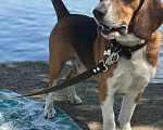 Собаки в Копейске: Кобель для вязки Мальчик, 1 руб. - фото 4