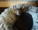 Кошки в Бологом: Ориентальные котята, 25 000 руб. - фото 9