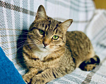 Кошки в Москве: Чудо-кошка пятнистая полосатка Плюша в добрые руки  Девочка, Бесплатно - фото 2