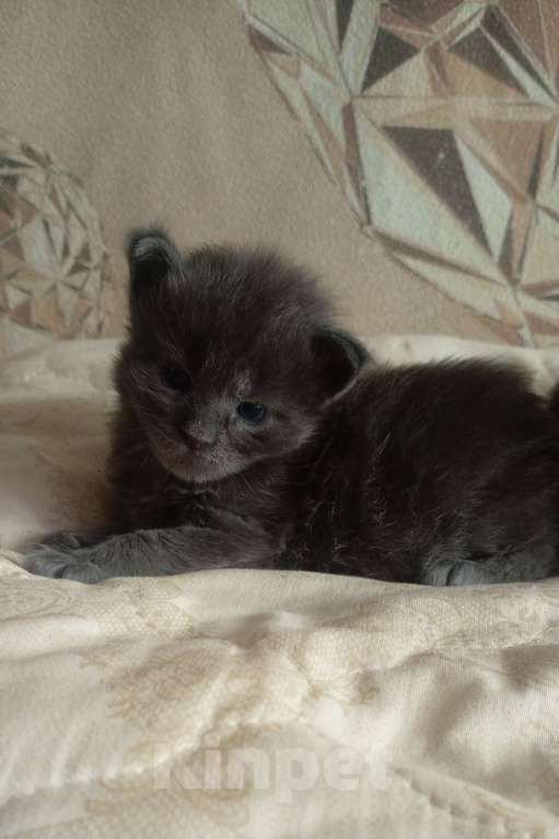 Кошки в Ачинске: Мейкунчик Мальчик, 15 000 руб. - фото 5