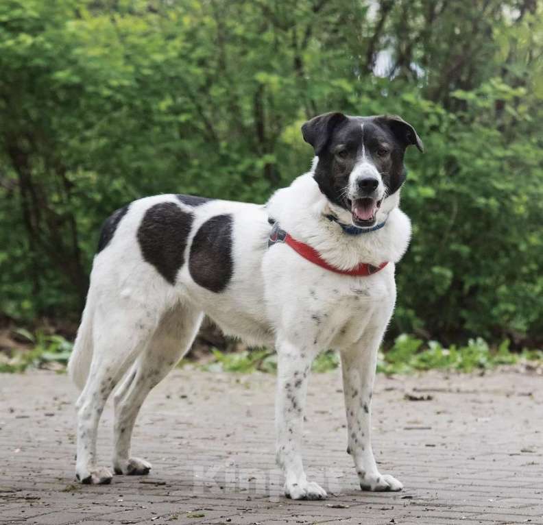 Собаки в Москве: Красавица Штеффи ищет дом. Девочка, Бесплатно - фото 2