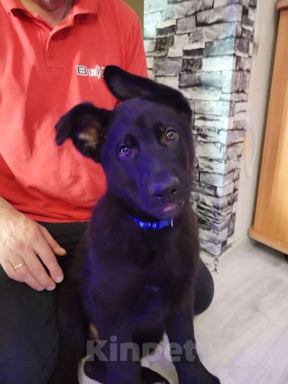 Собаки в Омске: Чёрный щенок немецкой овчарки  Мальчик, 25 000 руб. - фото 9