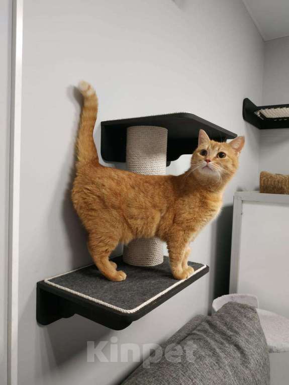 Кошки в Москве: Рыжая красотка с характером срочно ищет дом! Девочка, Бесплатно - фото 3