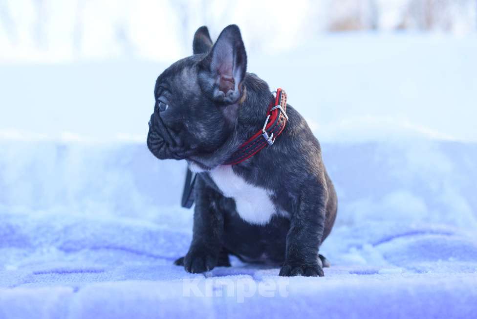 Собаки в Москве: Тигровая француженка Девочка, 40 000 руб. - фото 3