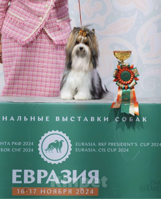 Собаки в Москве: Бивер, вязка с чемпионом Мальчик, Бесплатно - фото 2