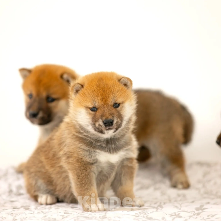 Собаки в Новосибирске: Щенки Сиба Ину Мальчик, Бесплатно - фото 1