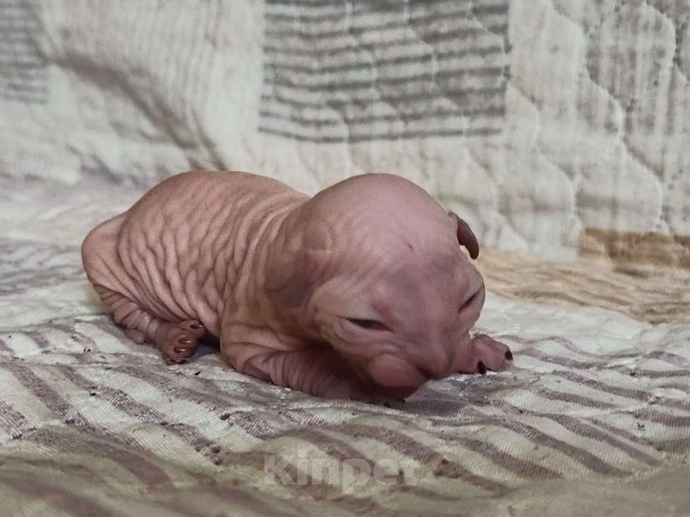 Кошки в Москве: Котенок канадский сфинкс Девочка, 15 000 руб. - фото 2