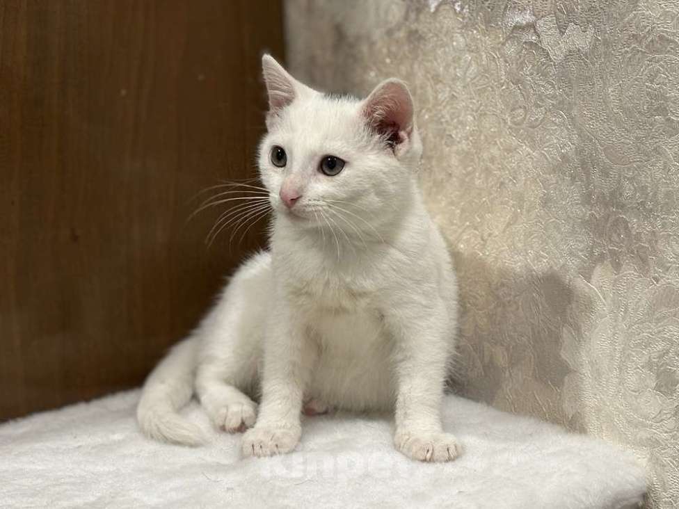 Кошки в Москве: Котята мальчики Юки и Проша в добрые руки! Мальчик, Бесплатно - фото 6