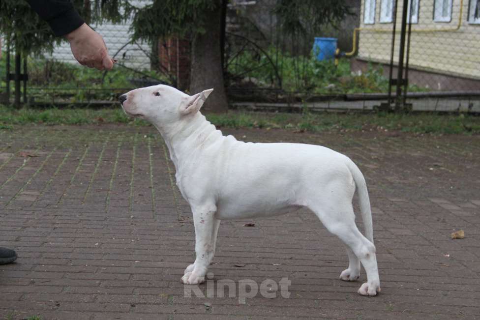 Собаки в Москве: Высокопородные щенки бультерьера Девочка, 100 000 руб. - фото 6